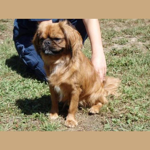 Photo of Chester
