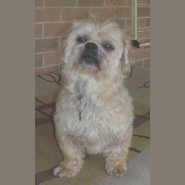 Photo of Rufus