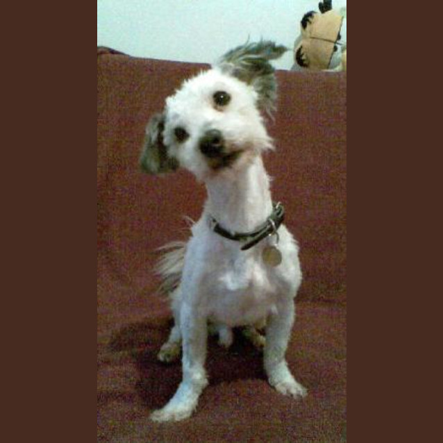 Photo of Angus