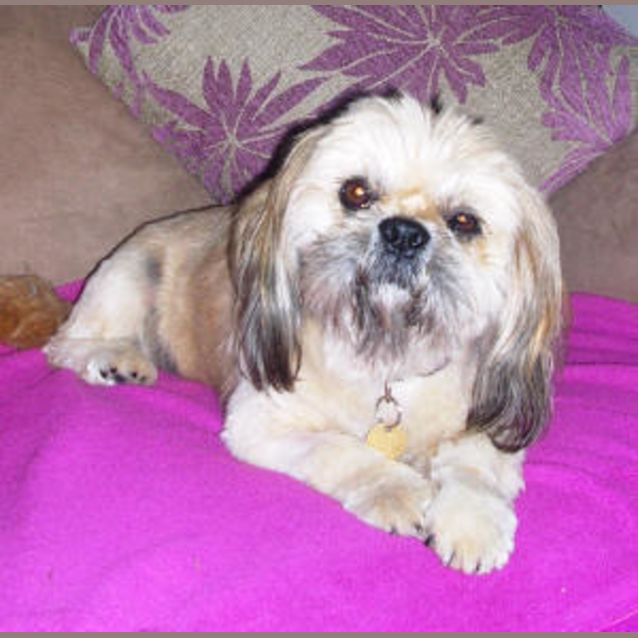 Photo of Rusty