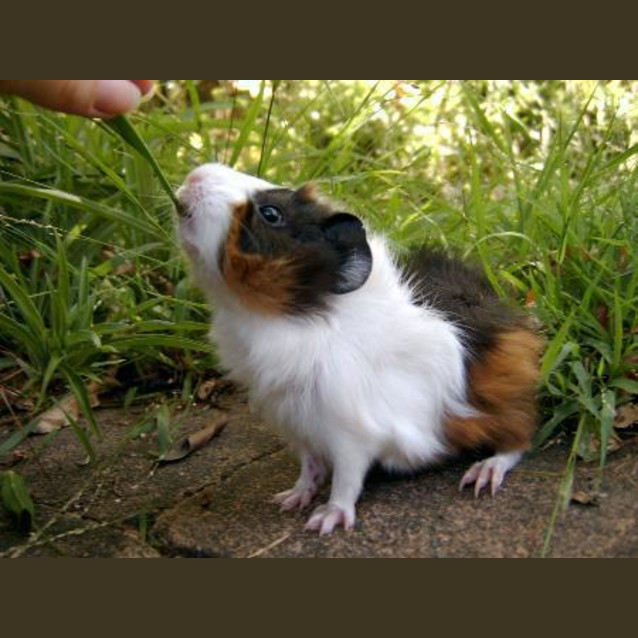 Photo of Daisy