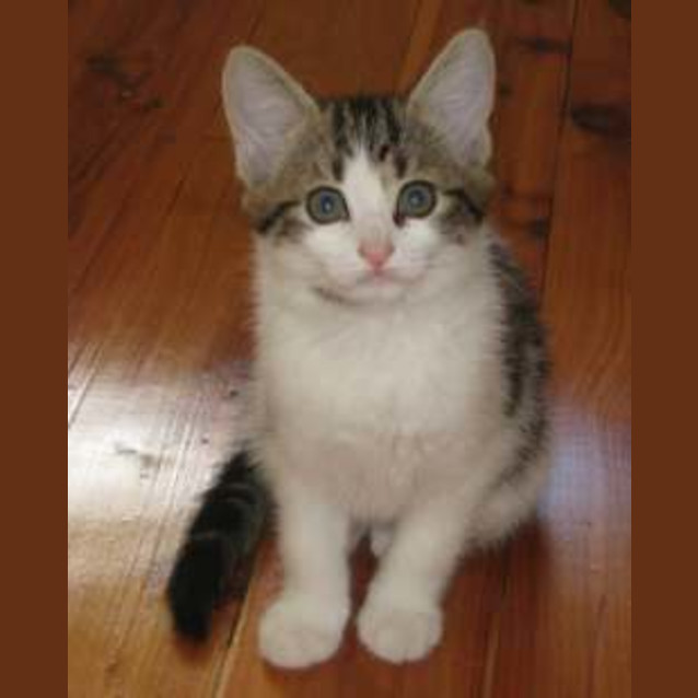 Photo of Simba