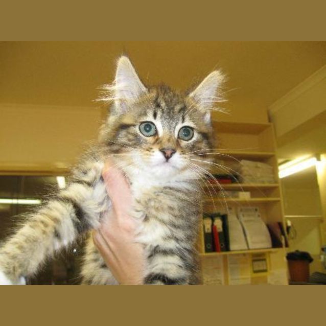Photo of Dorothy Desperately Needs A Home!!