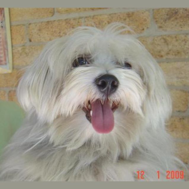 Photo of Bobby Dazzler