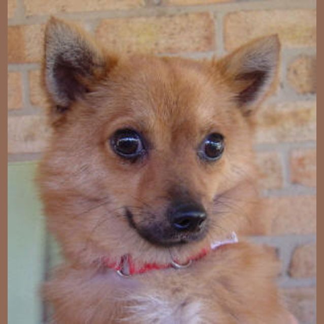 Photo of Sir Cosmo