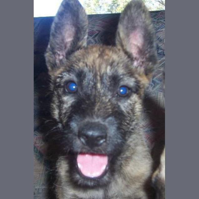 Photo of Wiskey