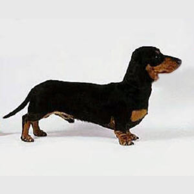 Photo of Soosie