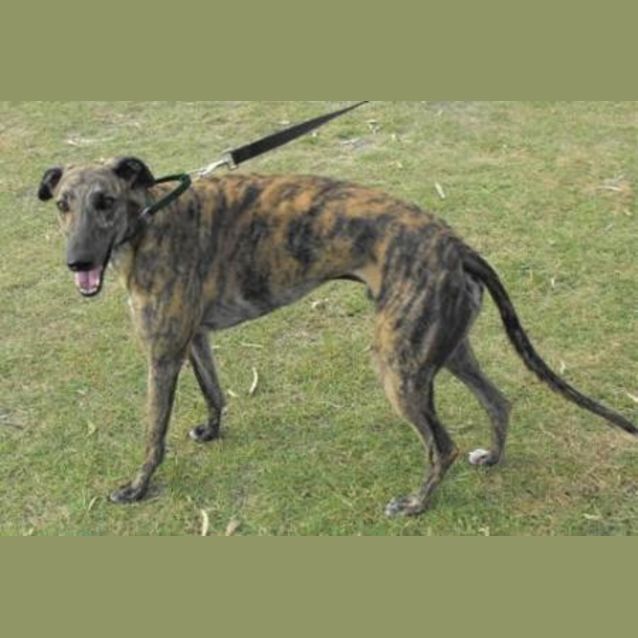 Photo of Bazza
