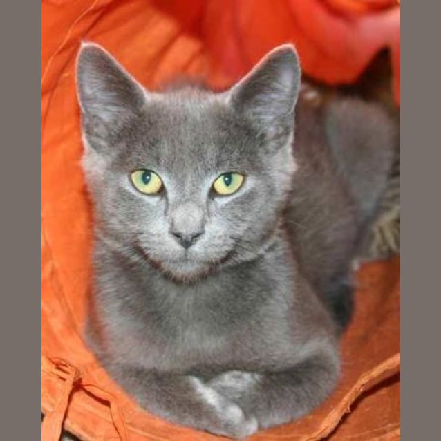 Photo of Bluey