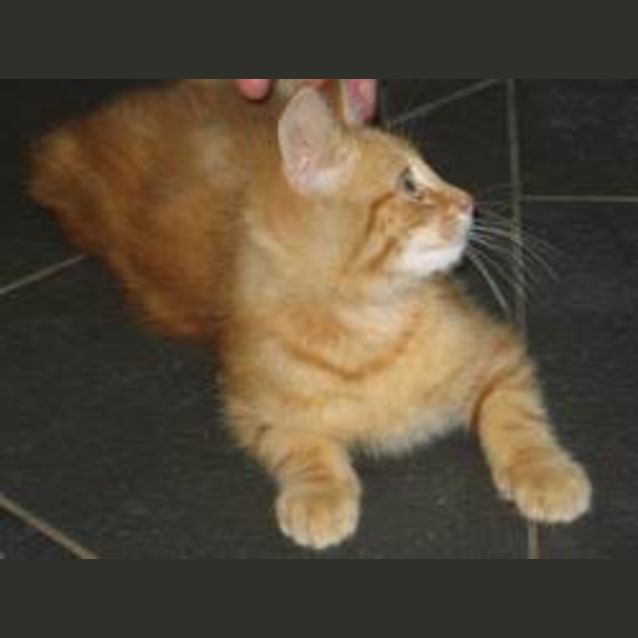Photo of Borange