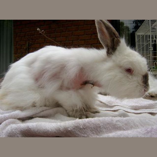 Photo of Jasmine