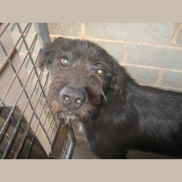Photo of Samson