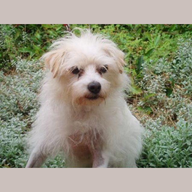 Photo of Tinker Belle