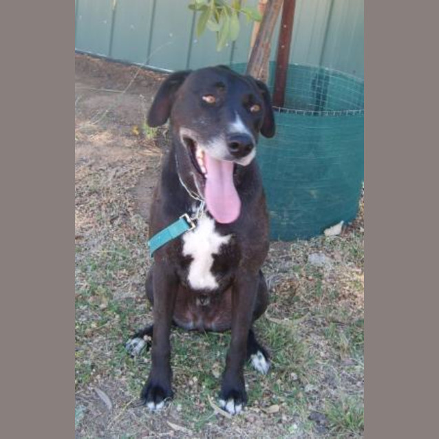 Photo of Aiston * Adoption Pending*