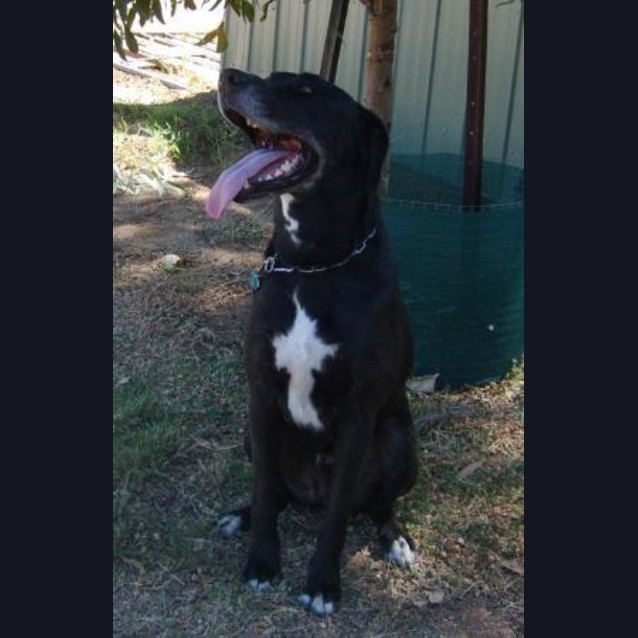 Photo of Aiston * Adoption Pending*