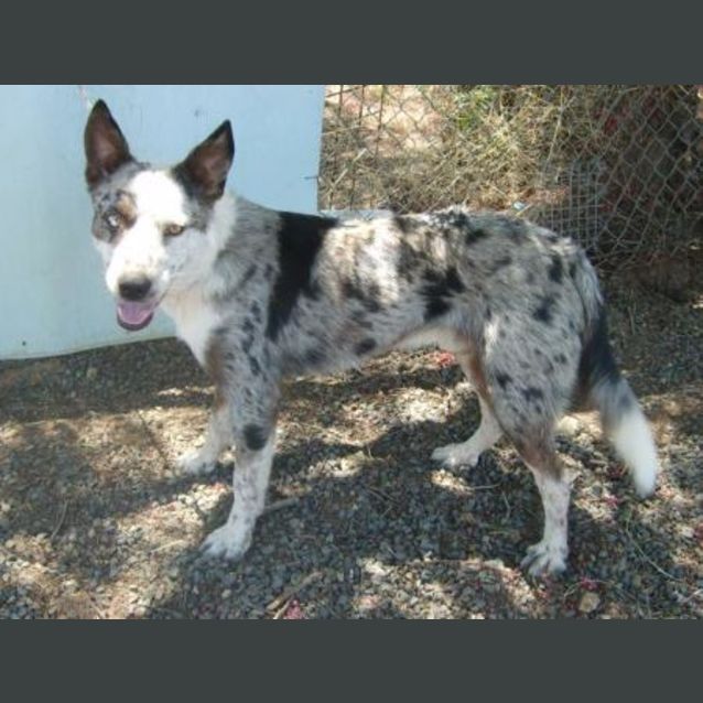 Photo of Patch *Adoption Pending*