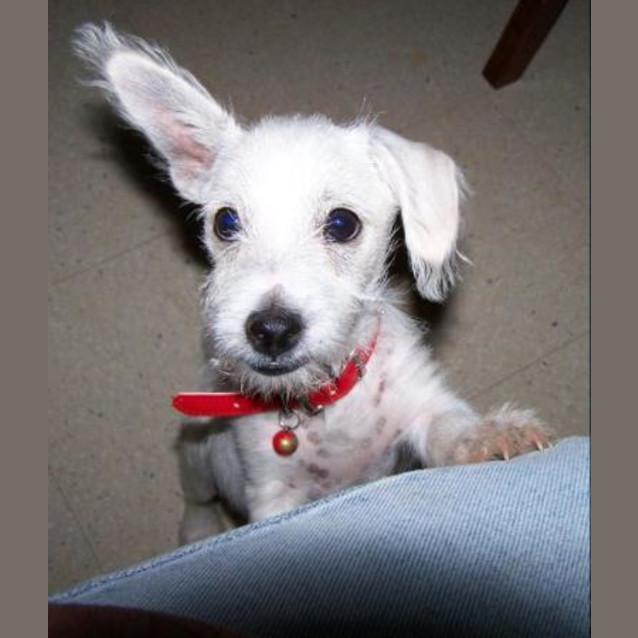 Photo of Scrappy Doo Adopted