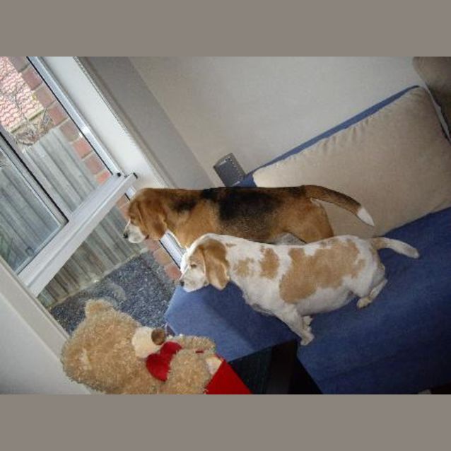 Photo of (On Trial)angel (Tan & White) & Rusty (Tri Colour)