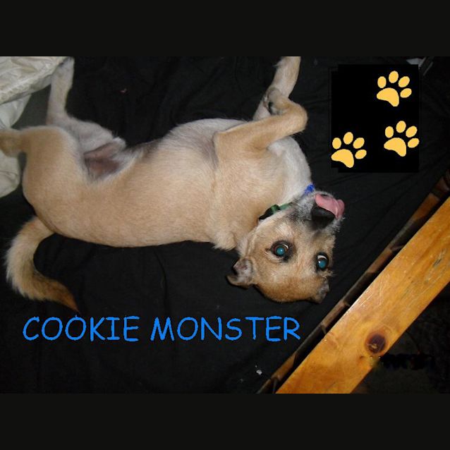 Photo of Cookie (Adopted By Foster Carer 12/2012)