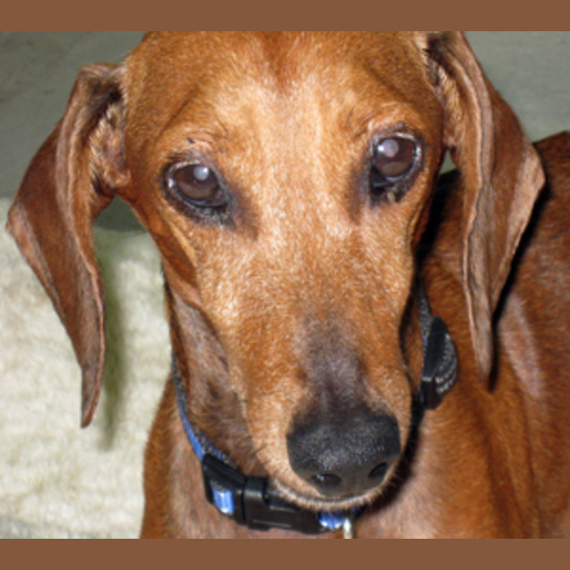 Photo of Hollie (Foster Home Needed Urgently)