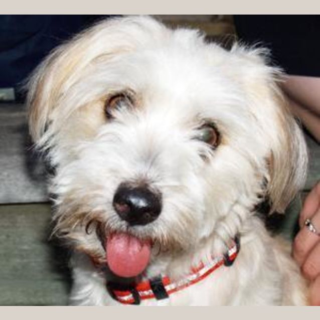 Photo of Buddy