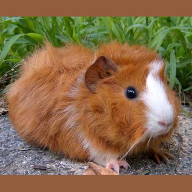 Photo of Sandy