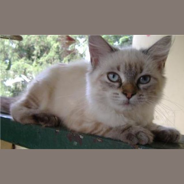 Photo of Ellie (Foster Or Forever Home Needed)