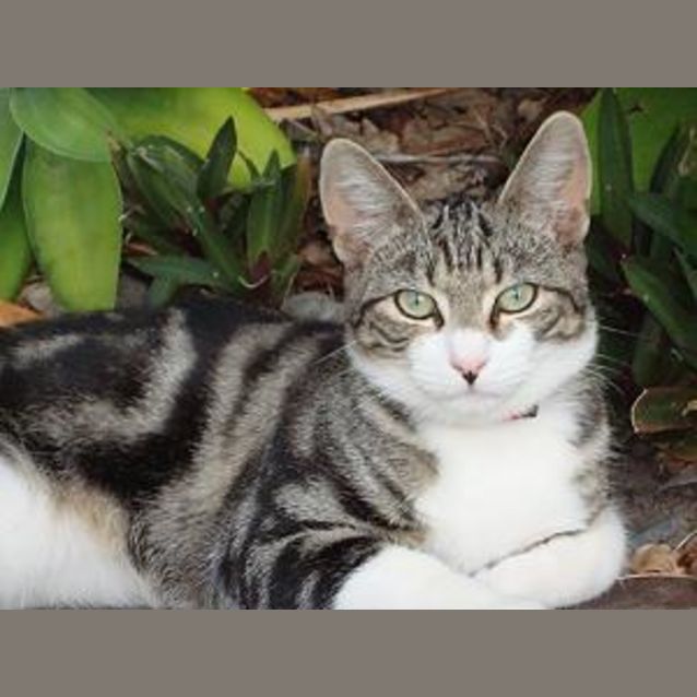 Photo of (Foster Carer Needed!) Bernie
