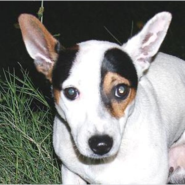 Photo of Cooper