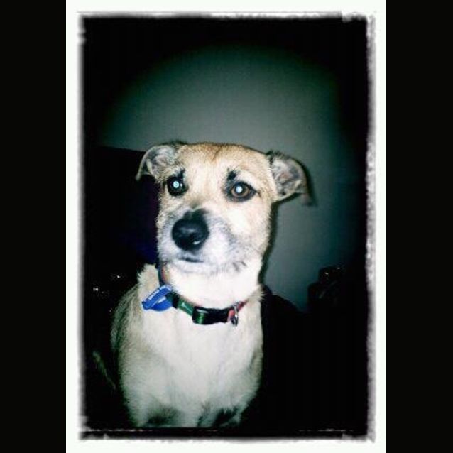 Photo of Cookie (Adopted By Foster Carer 12/2012)