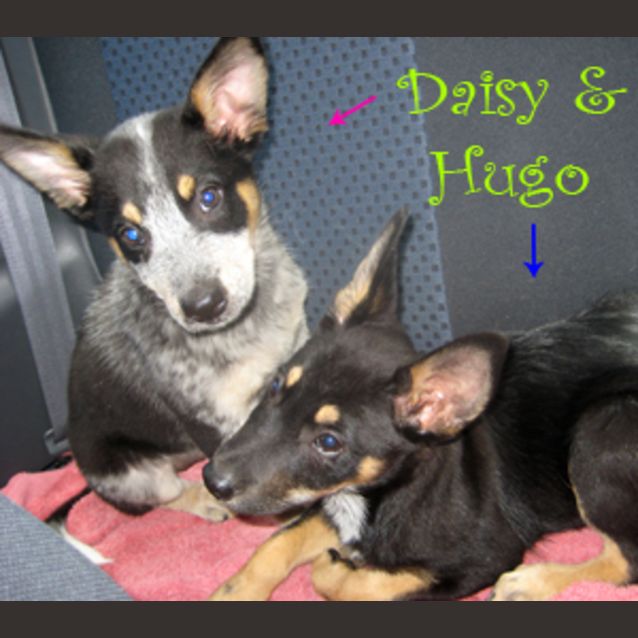 Photo of Hugo