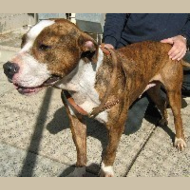 Photo of Tonka