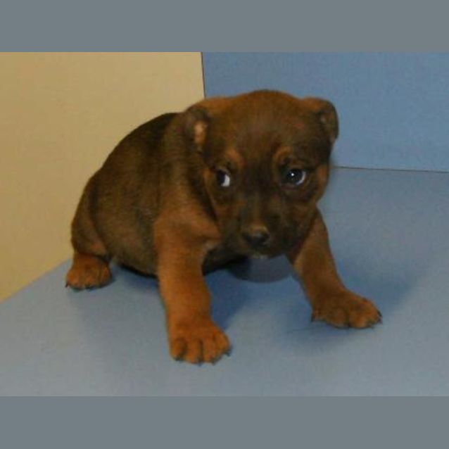 Photo of Fudge