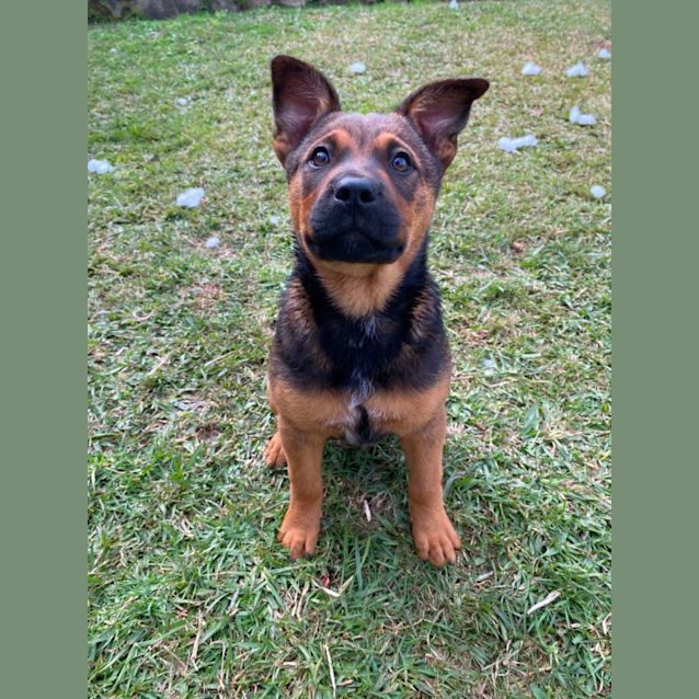 Photo of Indie 