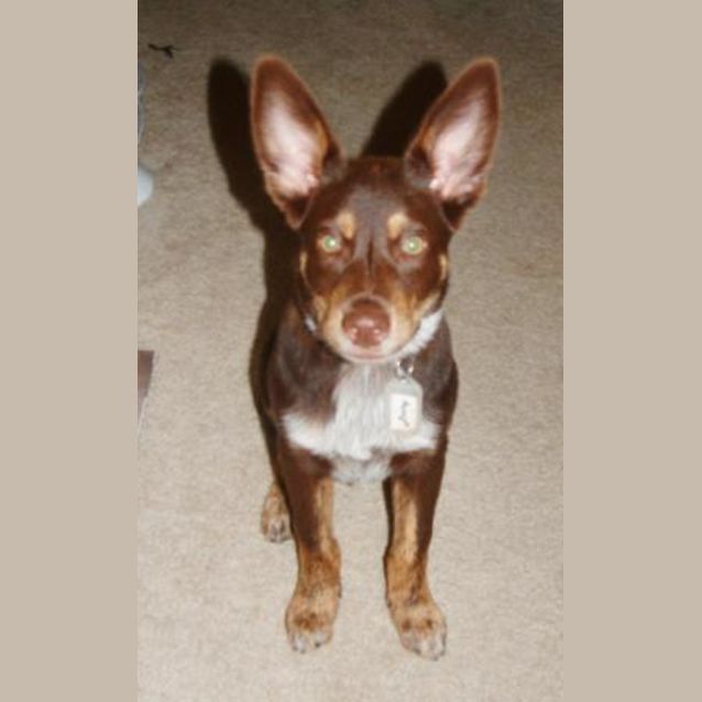 Photo of Bailey