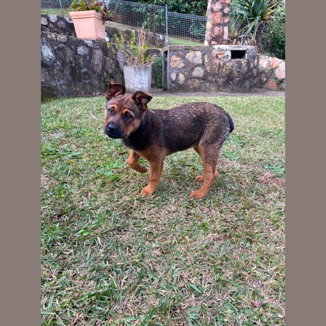 Photo of Indie 