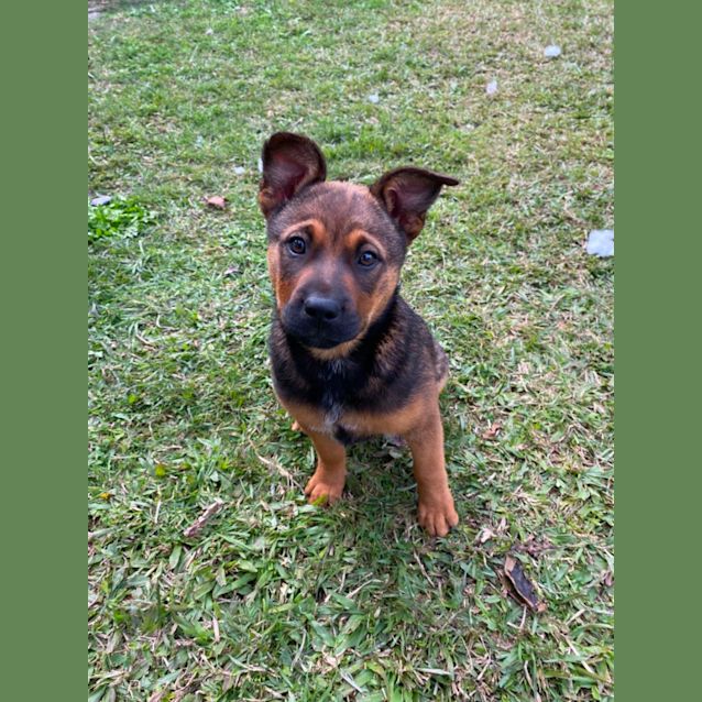 Photo of Indie 
