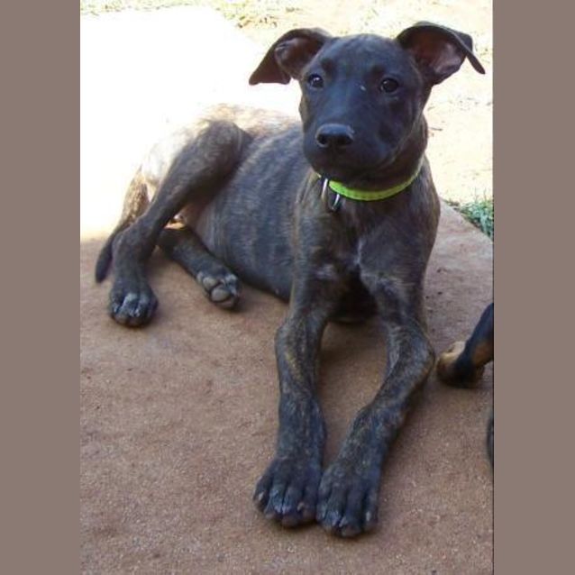 Photo of Lulu Adopted