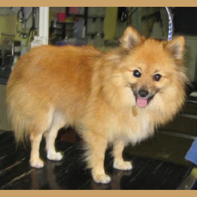 Photo of Blossom