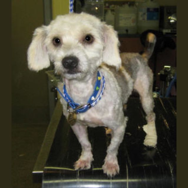 Photo of Sampson