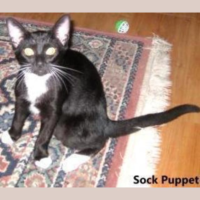 Photo of Sock Puppet