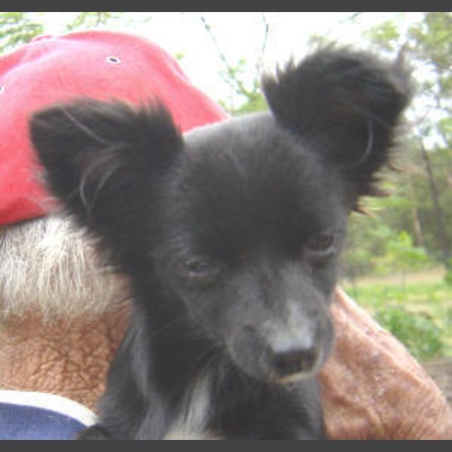 Photo of Rocky Balboa