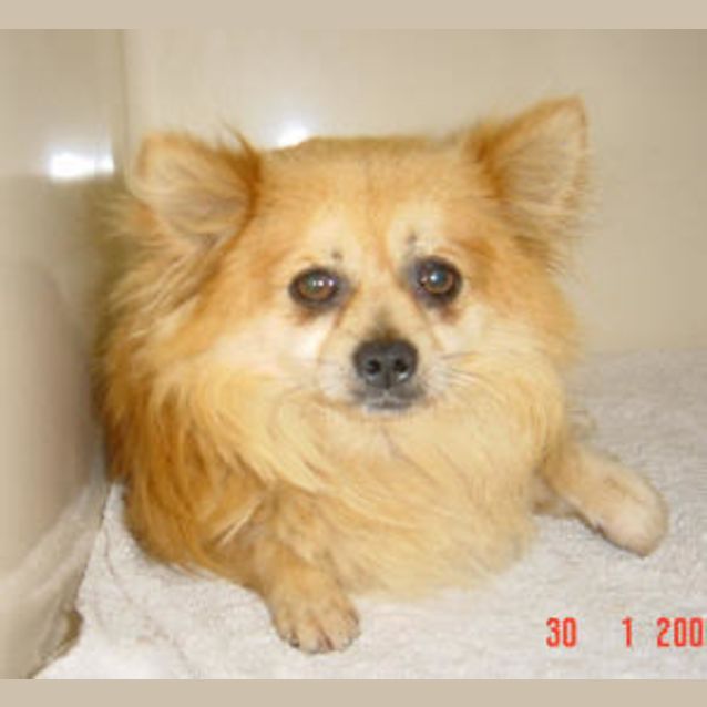 Photo of Minstrel