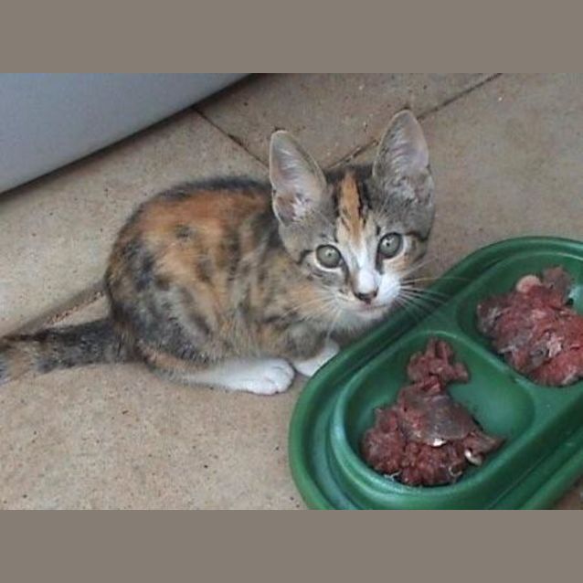 Photo of Cinders