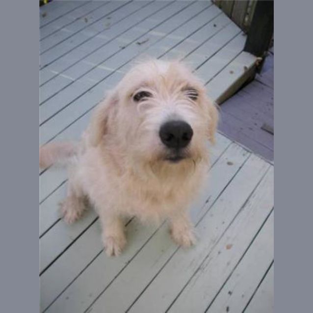 Photo of Barney **Urgent**Foster Carer/Forever Home Needed
