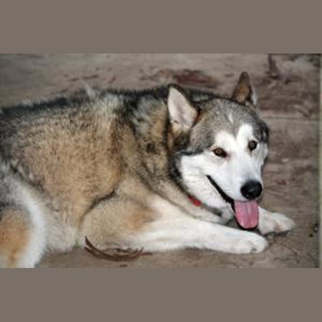 Photo of Navaare & Cheyenne **Urgent Foster Carer Needed**