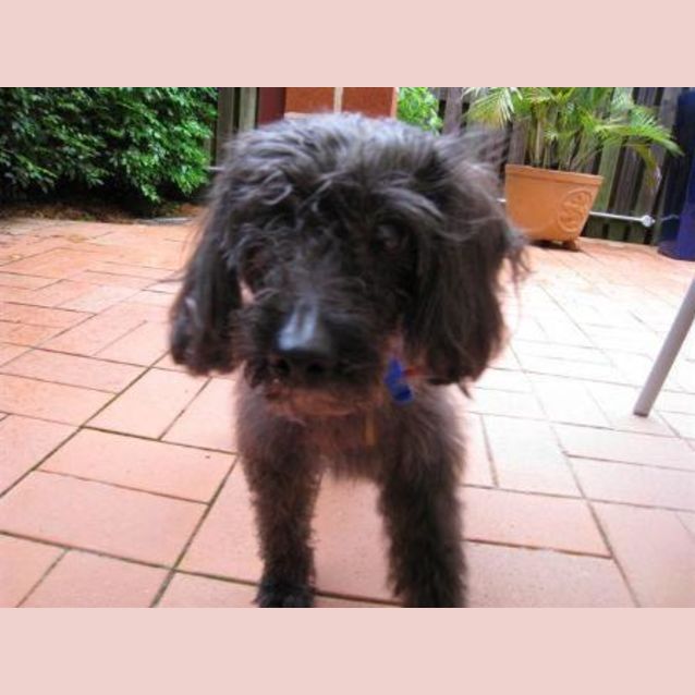 Photo of Jack **Urgent**Foster Carer/Forever Home Needed