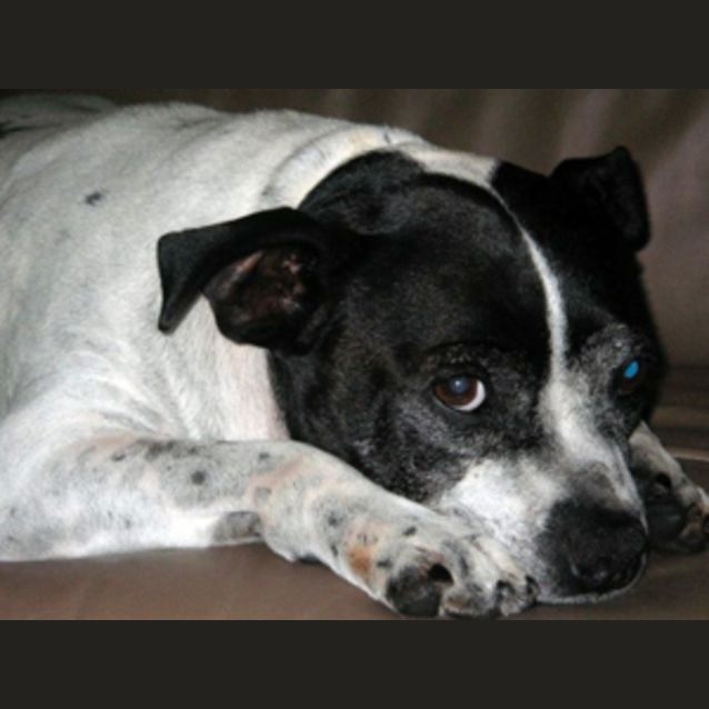 Photo of Mac
