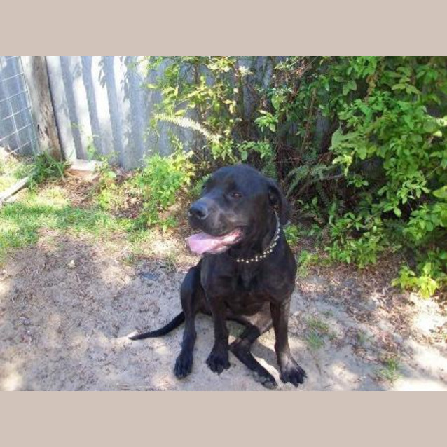 Photo of Diesel
