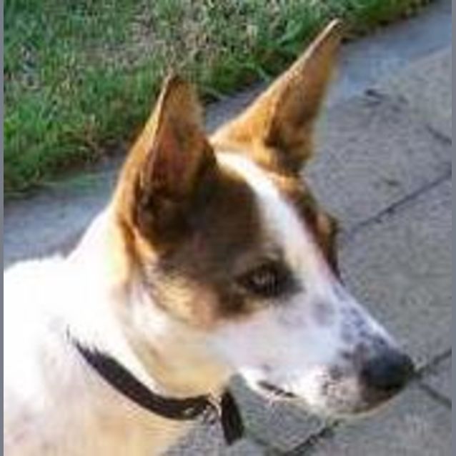 Photo of Wilbur